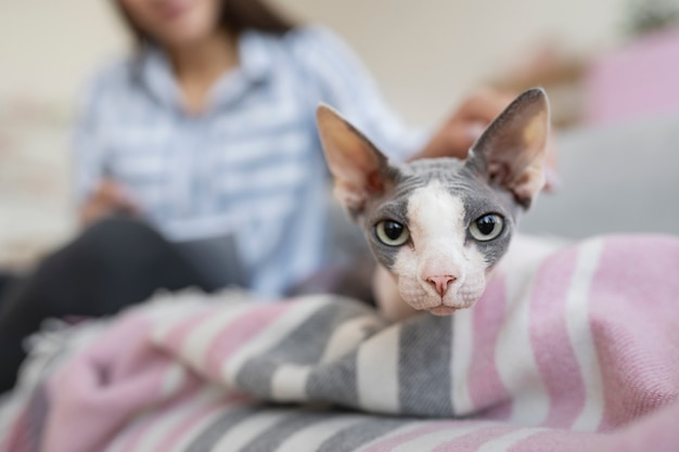 Estilo de vida y retratos de gatos domésticos