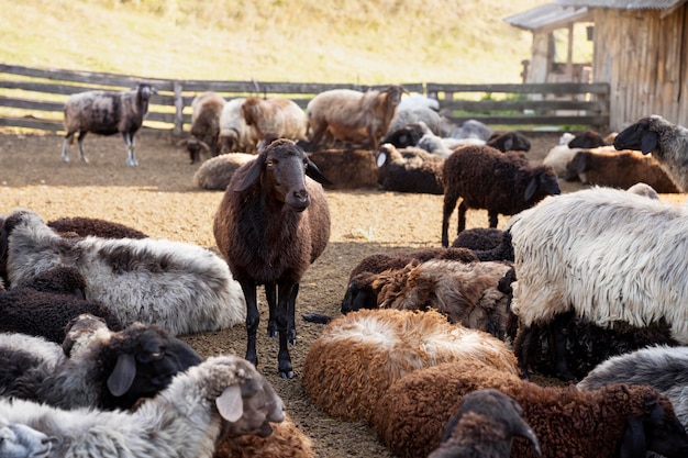 Estilo de vida rural con ovejas