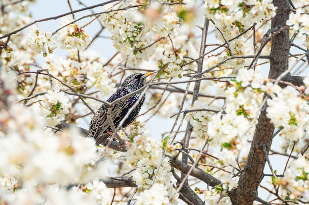 El estornino común se sienta en árbol floreciente.