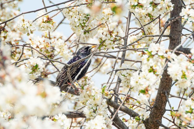 El estornino común se sienta en árbol floreciente.