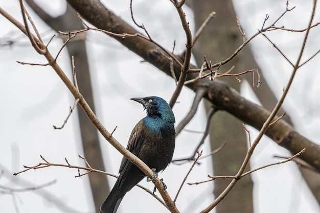 Estornino Pinto en la rama de un árbol