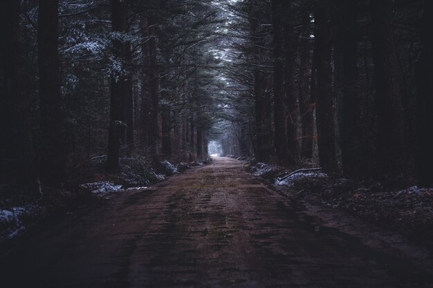 Un estrecho camino embarrado en un bosque oscuro