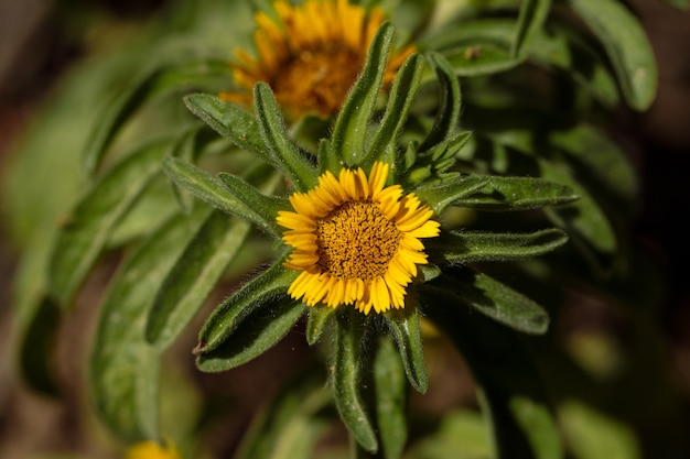 Foto gratuita estrella dorada, margarita de ojo de buey, asteriscus aquaticus