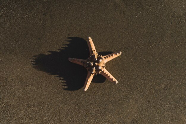 Estrella de mar aislada en la playa 