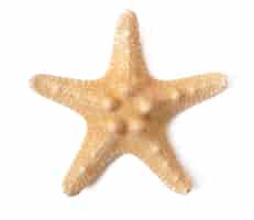 Foto gratuita estrella de mar aislada