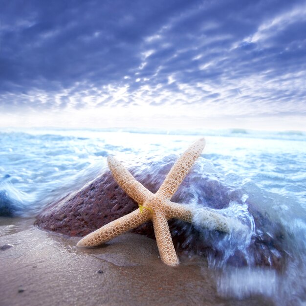 Estrella de mar apoyada en una piedra