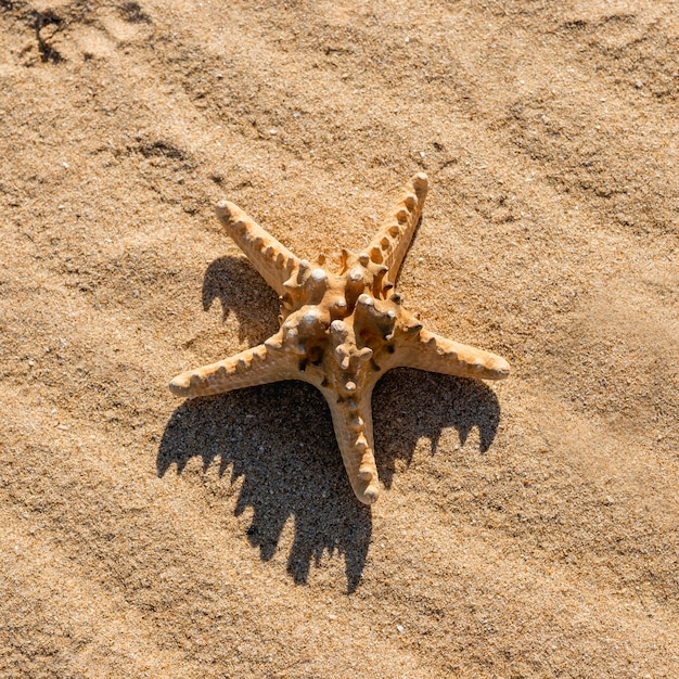 Estrella de mar en la arena