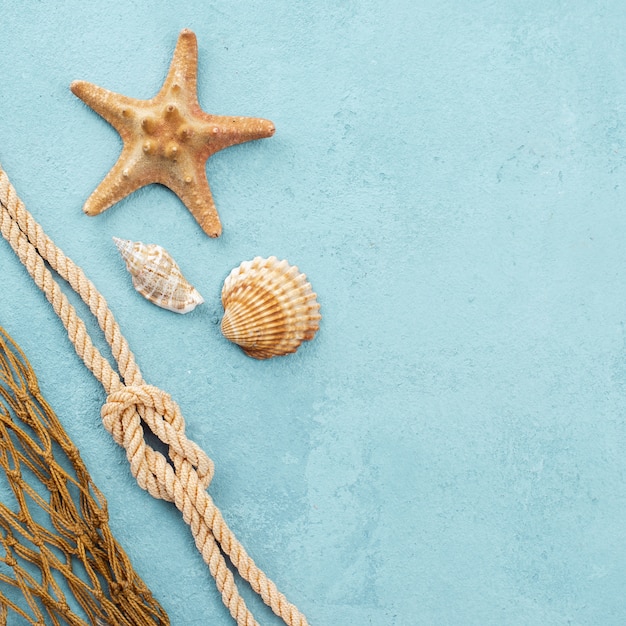 Estrella de mar y conchas con espacio de copia