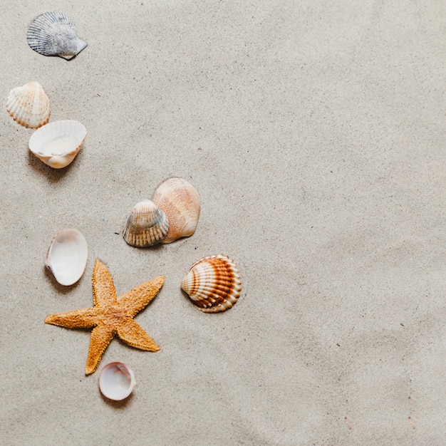 Foto gratuita estrella de mar y conchas en la playa