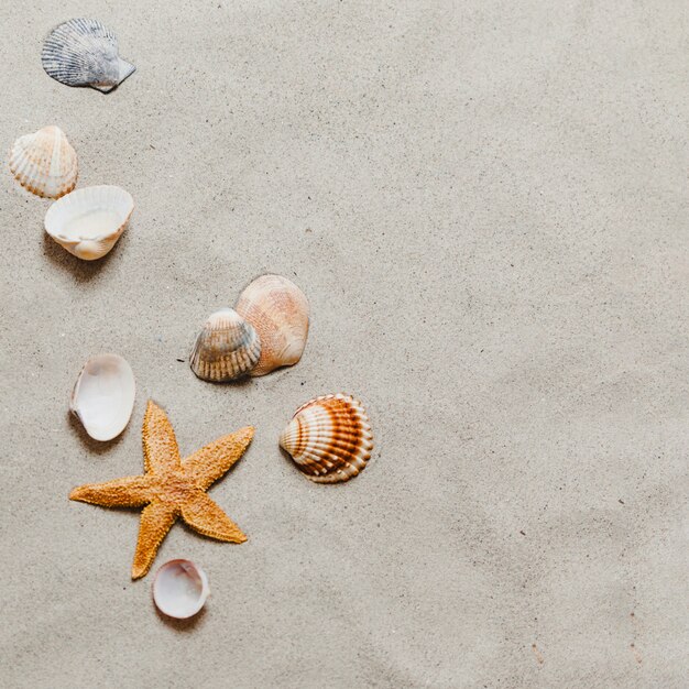 Estrella de mar y conchas en la playa 