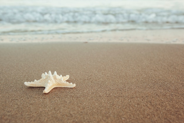 Estrella de mar por la orilla