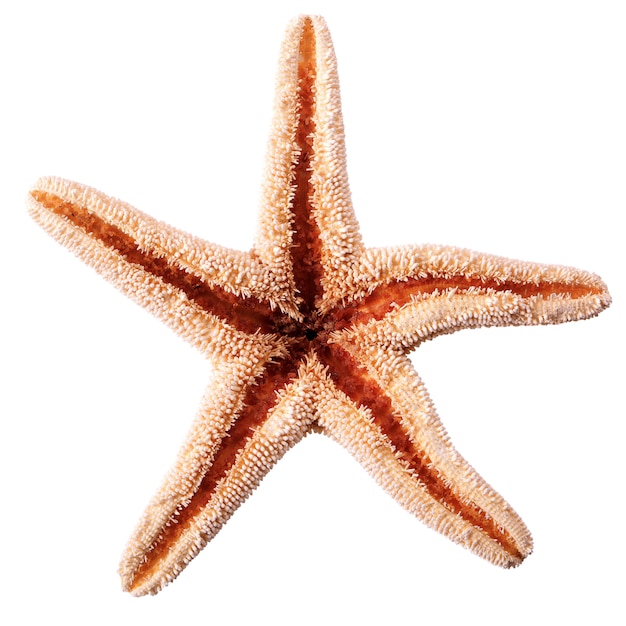 Estrella de mar seastar aislada en el fondo blanco