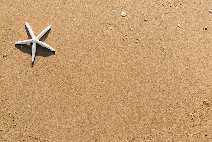 Foto gratuito estrella de mar seca en el fondo de la playa