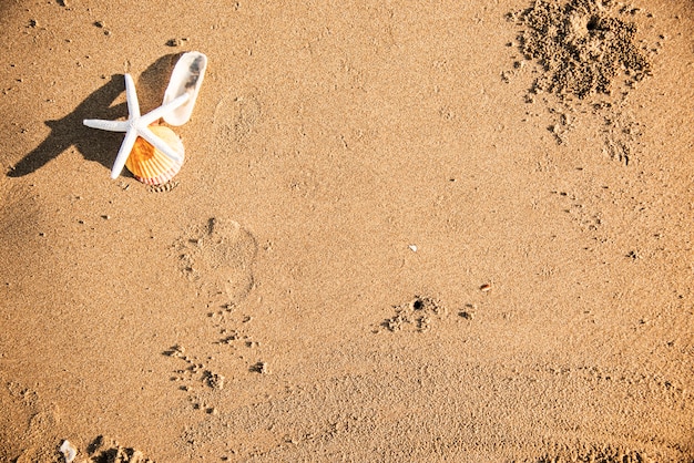 Foto gratuita estrella de mar seca en el fondo de la playa