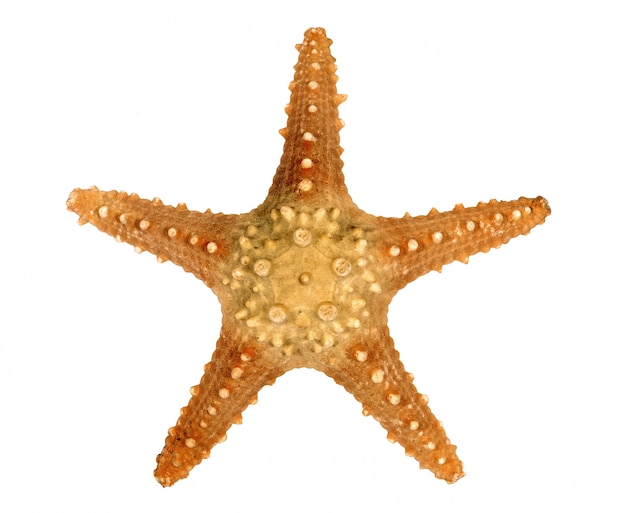 Estrella de mar