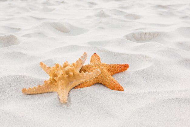 Estrellas de mar en la arena
