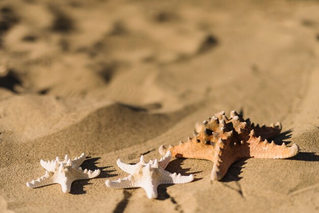 Estrellas de mar en la arena