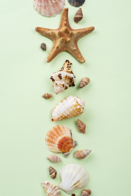 Estrellas de mar y conchas alineadas