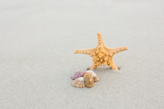 Estrellas de mar y conchas en la arena