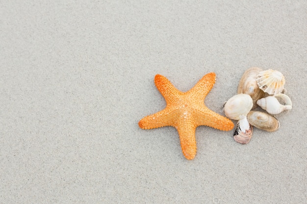 Estrellas de mar y conchas en la arena