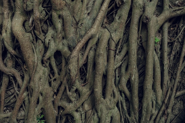 Estructura compleja de raíces de un árbol conífero