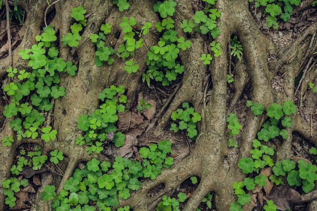 Estructura compleja de raíces de un árbol conífero