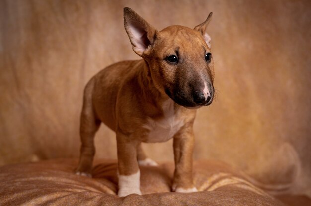 Estudio de un cachorro bull terrier miniatura marrón permanente contra un fondo marrón