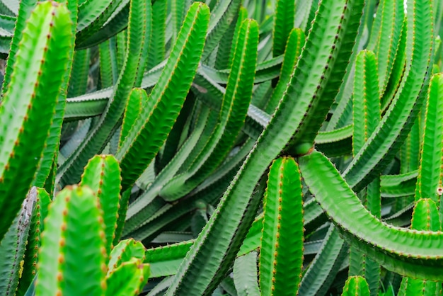 Euphorbia Canariensis - cactus típico de la isla canaria. Planta exótica jugosa verde vibrante. Telón de fondo tropical en foco suave.