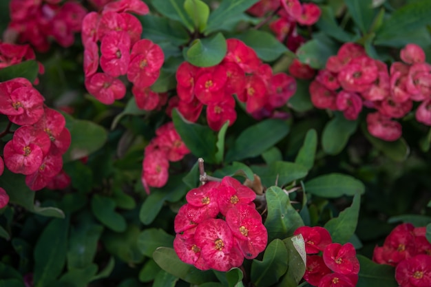 Foto gratuita euphorbia milii, la corona de espinas, llamada corona de cristo en américa latina es una especie de planta con flores perteneciente a la familia euphorbiaceae.