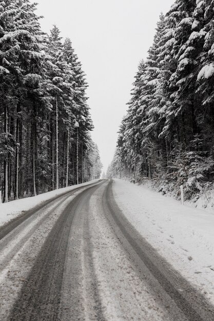 Evergreen invierno bosque y camino