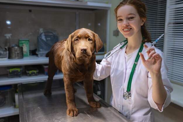 En el examen por un médico veterinario Mujer hermosa joven veterinario examina labrador chocolate en la clínica veterinaria en el interior