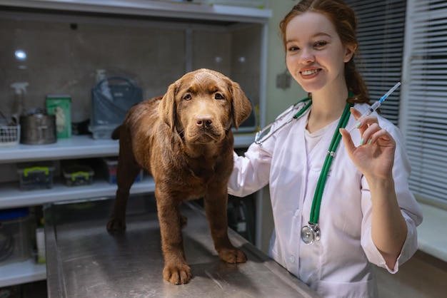 En el examen por un médico veterinario Mujer hermosa joven veterinario examina labrador chocolate en la clínica veterinaria en el interior