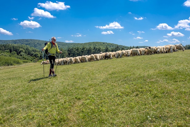 Excursionista macho anciano caminando a través de una pastura con ovejas