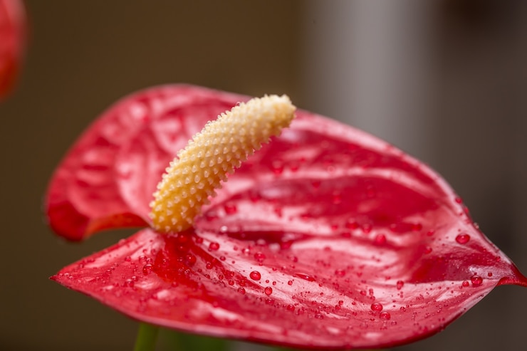 Photo Gratis exotic flower close up