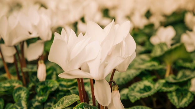 Foto gratuita exóticas flores blancas en el jardín.