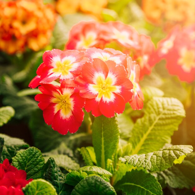 Exóticas flores rojas y amarillas frescas en la luz del sol