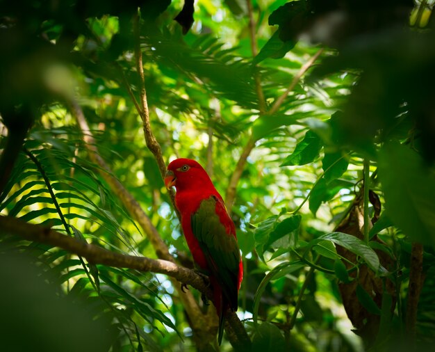 Exótico loro en la selva