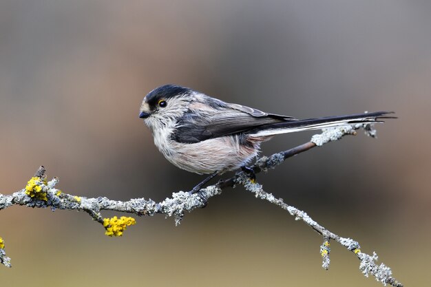 exótico pájaro negro y azul sentado en una rama delgada de un árbol