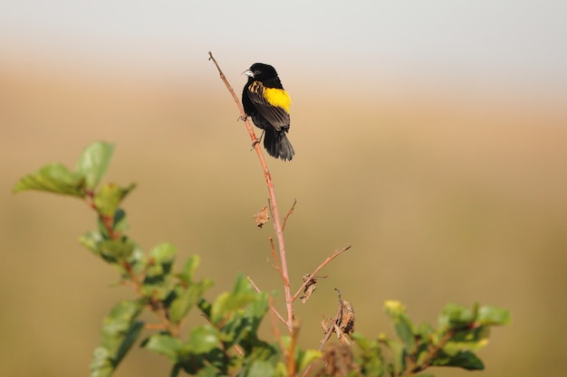 exótico pájaro negro sentado en una pequeña rama