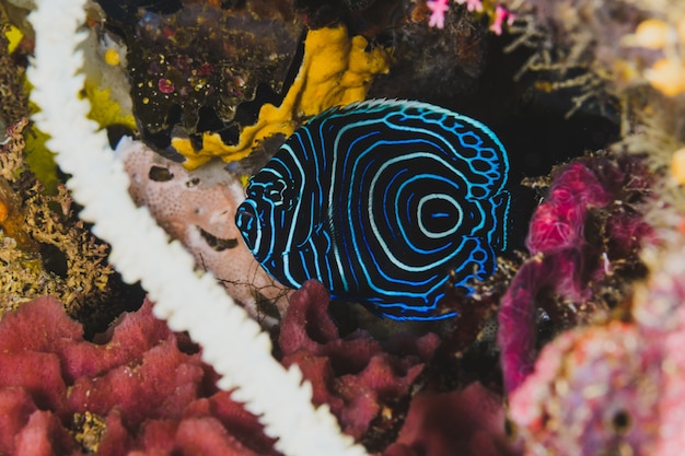 Foto gratuita exótico pez azul en la vida silvestre