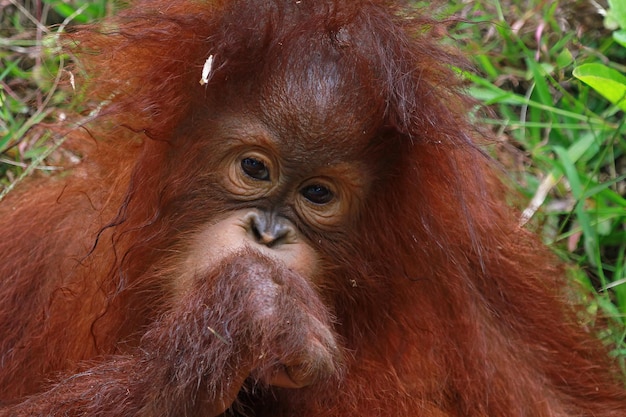 Expresión de un orangután con una piedra en la boca
