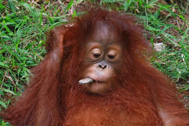 Expresión de un orangután con una piedra en la boca