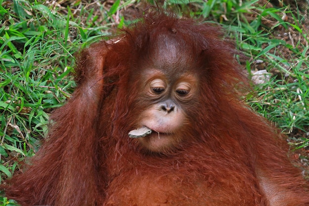 Expresión de un orangután con una piedra en la boca