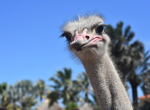 Expresión severa en la cara de un avestruz común