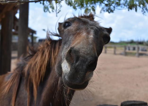 Expresiones y caras muy divertidas en un caballo viejo