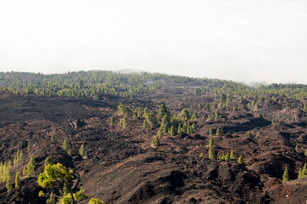 Extiende árboles en relieve volcánico
