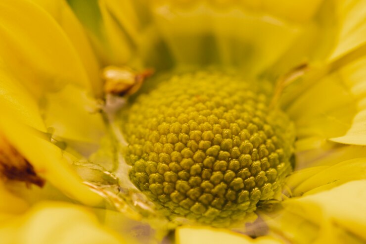 Photo Gratis extreme close-up yellow flower