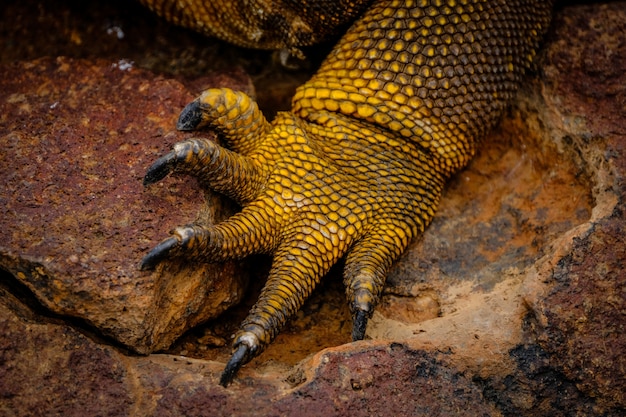 Extreme closeup shot de la pierna de una iguana amarilla