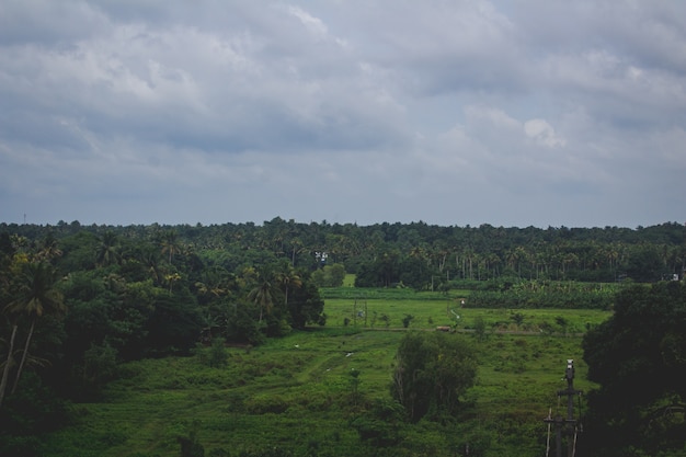 Foto gratuita exuberante paisaje verde