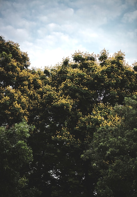 Foto gratuita exuberantes árboles verdes en un parque